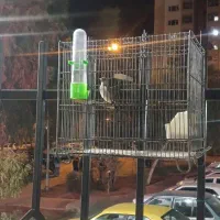 سهره‌کرمونی‌معاوضه