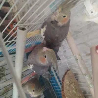 عروس هلندی