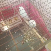 طوطی مرغ عشق باجوجه|پرنده|شریف‌آباد, |دیوار