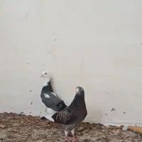کبوتر تکپر