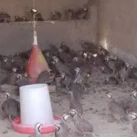 بلدرچین افغان
