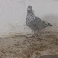 کفتر سرور پلاکی قزوینی