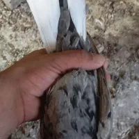 کبوتر دم سفید