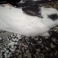 خرگوش باهوش