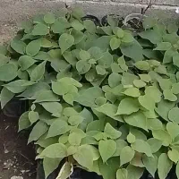 فروش نهال کیوی یک ساله آماده