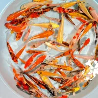 فروش ویژه ماهی کوی دسترسی آسان مرکز تهران|ماهی|تهران, بریانک|دیوار