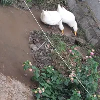 اُردک نروماده دونه ای ۴۵۰