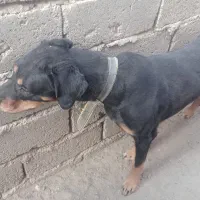 سگ رووت فایلدرماده