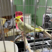 عروس هلندی مولد