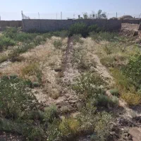 فروش زمین مناسب گاوداری،گلخانه،اسطبل،گلخانه|فروش زمین و ملک کلنگی|رفسنجان, |دیوار