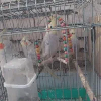 کانتکس لوله سازی