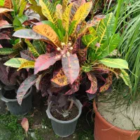 گل‌های آپارتمانی|گل و گیاه طبیعی|تهران, هاشمی|دیوار