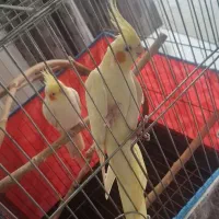جفت عروس هلندی نر و ماده