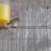 سهره قناری|پرنده|اردبیل, |دیوار