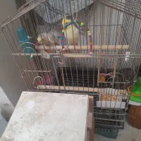 یک جفت عروس هلندی  با قفس خیلی بزرگ و تمام وسایل