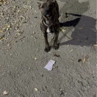 واگذار بهترین نسل|سگ|تهران, پونک|دیوار