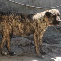 سگ ماده نژاد کنگال