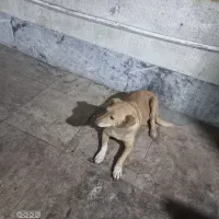 سگ پیدا شده