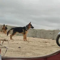 ژرمن شپرد|سگ|اردبیل, |دیوار