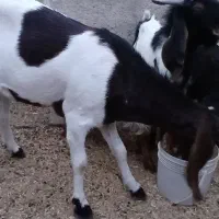 بز پاکستانی ۲ عدد معاوضه با آیفون ۱۳