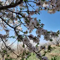 ارائه خدمات نقاشی ساختمان