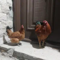 مرغ و خروس. دورگه تخم گزار