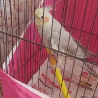 پرنده ماده