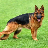 فروش سگ ژرمن شپرد کلاسA