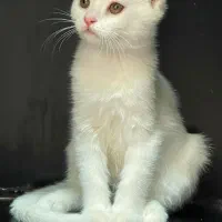 گربه اسکاتیش،پرشین،آنکارا
