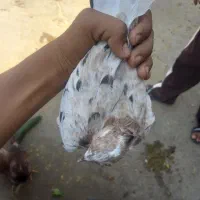 کفتر