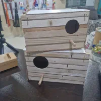لونه طوطی برزیلی عروس هلندی و لونه باغی