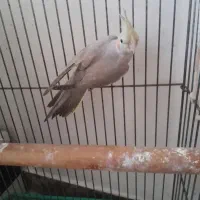 عروس هلندی