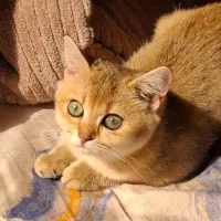 گربه بریتیش گلد گم شده|حیوانات|گرگان, |دیوار