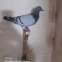 کبوتر کفتر  ارزون|پرنده|فسا, |دیوار