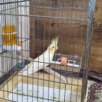 پرنده، عروس هلندی