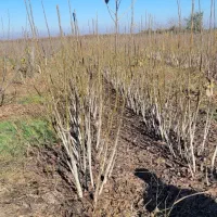 نهال|خدمات باغبانی و درختکاری|دلند, |دیوار