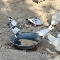 کبوتر پرشی و مسافتی|پرنده|محمدبار, |دیوار