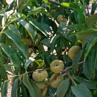 باغ ویلایی ۷۳۸متر در روستای اربطان