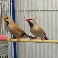 فنچ کرواتی یا کراواتی مولد رنگ آهویی سایز درست