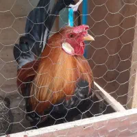 خروس برای معاوضه