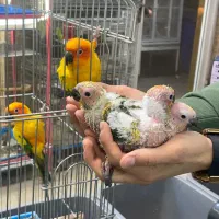 «جفت مولد خورشیدی با جوجه» کاسکو راهب شاه طوطی