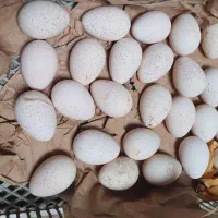 تخم نطفه دار بوقلمون بورن