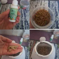 غذای مخصوص جوندگان رایگان