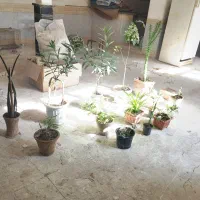 گل حتی زیبا