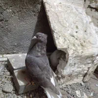 سلام داداش کبوتر دم سفید به شرط تخم ماده است