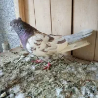 کبوتر|پرنده|قم, شهدا|دیوار