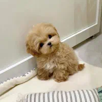 پوودل ، شیتزو‌|سگ|رشت, استادسرا|دیوار