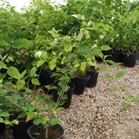 یاس رازقی فقط۲۸ت|گل و گیاه طبیعی|اصفهان, زاجان|دیوار