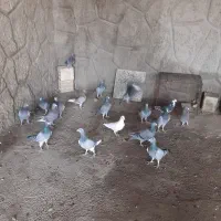 کبوتر پلاکی