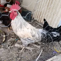 خروس